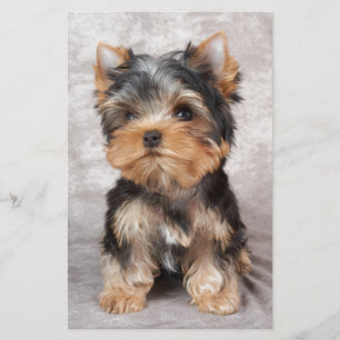 Papeterie Yorkie merveilleux