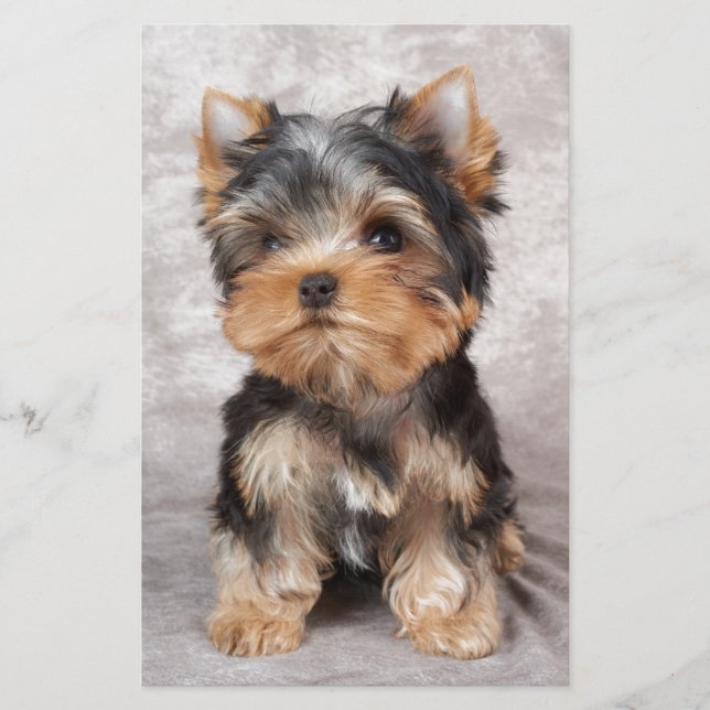 Papeterie Yorkie merveilleux (Devant)