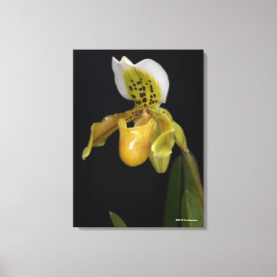 Paphiopedilum Exul Canvas Print