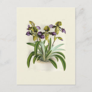 Paphiopedilum hirutissimum by W H Fitch Postcard