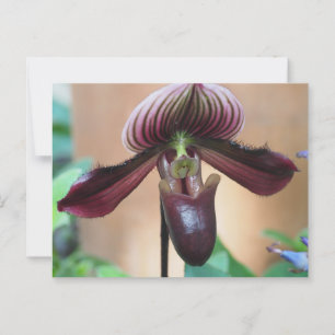 Paphiopedilum Miracle Flower Postcard