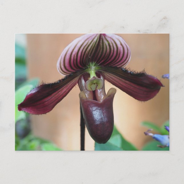 Paphiopedilum Miracle Flower Postcard (Front)