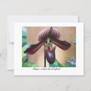 Paphiopedilum Miracle Flower Postcard