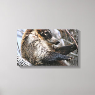 Papier à toile : Coatimundi #3