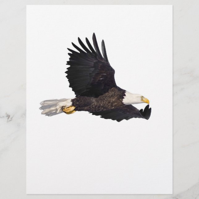 Papier Aigle à tête blanche (Devant)