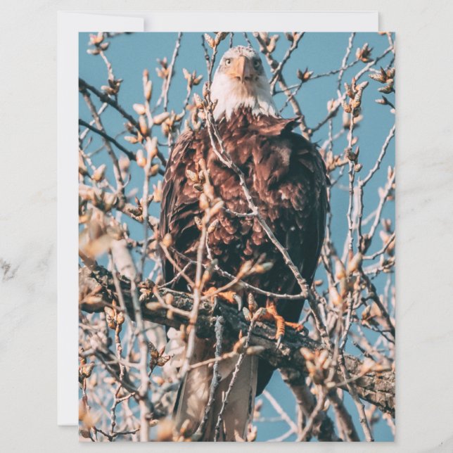 Papier Aigle à tête blanche américaine (Devant)