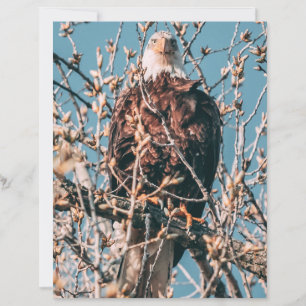 Papier Aigle à tête blanche américaine