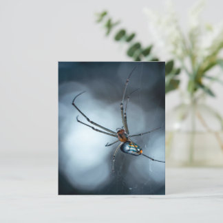 Papier Amateurs d'araignée | Beauty Spider Avec Des Webs