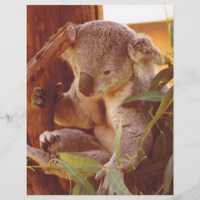 Papier Amour Koala (Devant)