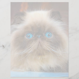 Papier Animaux Bébés les Plus Mignons Chat Himalayen