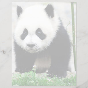 Papier Animaux de bébés cutest   Baby Panda Bear