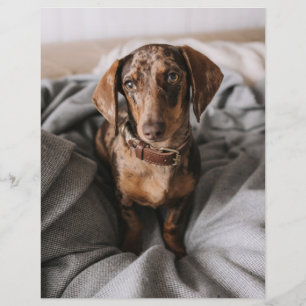 Papier Animaux de bébés cutest Dachshund Dachshund Dach