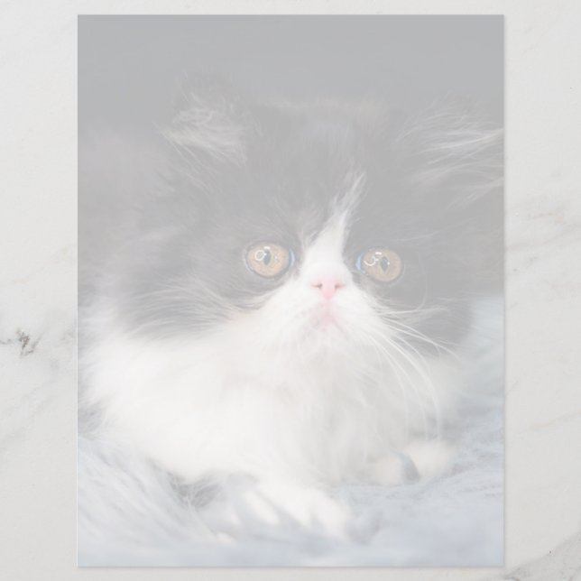 Papier Animaux de bébés cutest | Fluffy B&W Kitten (Devant)