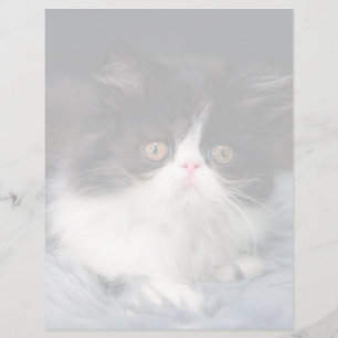 Papier Animaux de bébés cutest   Fluffy B&W Kitten