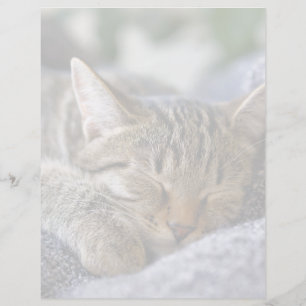 Papier Animaux de bébés cutest   Tabby Kitten Sommeil