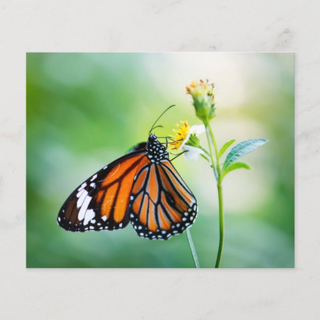 Papier arrière - plan du scrapbook papillon (Devant)