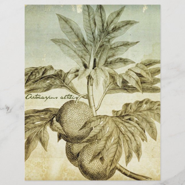 Papier Artocarpus Altilis (Devant)