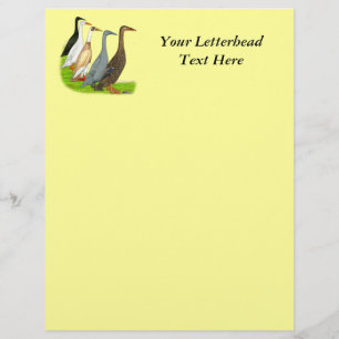 Papier Assortiment de canard coureur