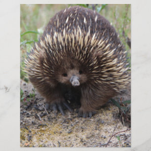 Papier Australie Echidna Cute Animal Photo