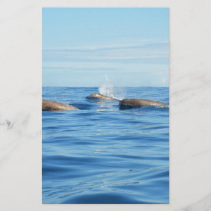 Papier Baleines de l'Atlantique Nord
