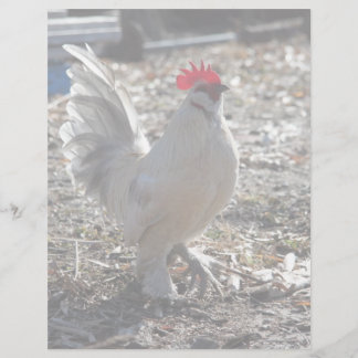Papier Bantam D'uccle Rooster
