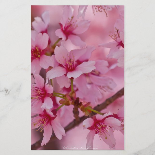 Papier Bathed in Pink Japanese Cherry (Devant)