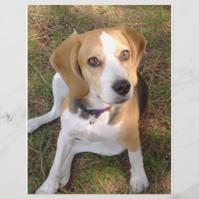 Papier Beagle assis 2 (Devant)