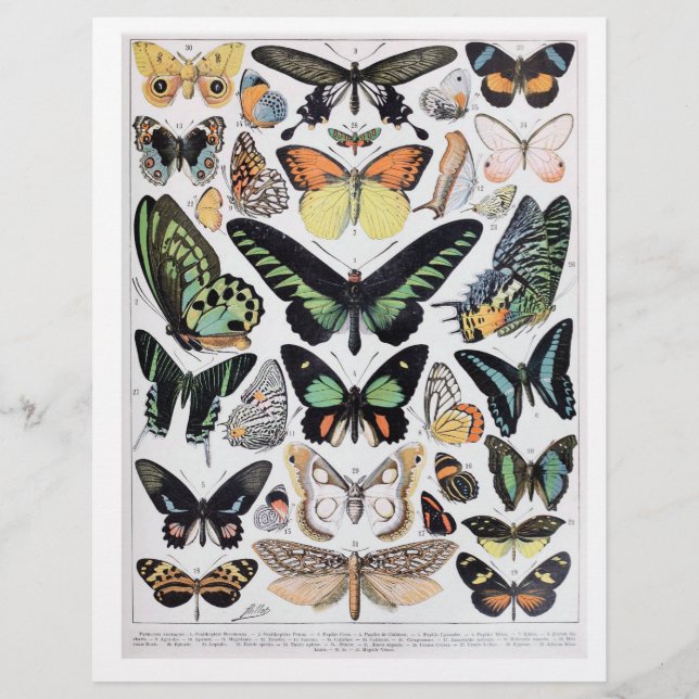 Papier Beau tableau d'identification des papillons Vintag (Devant)