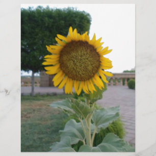 Papier Beau Tournesol Imprimer