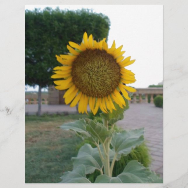 Papier Beau Tournesol Imprimer (Devant)