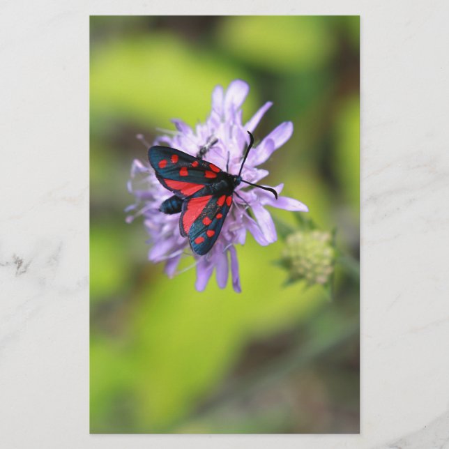 Papier Beautiful moth (Devant)