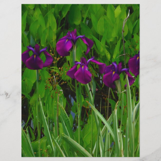 Papier Belle Iris Violet (Devant)