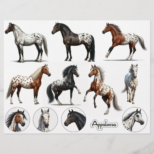 Papier Belles illustrations d'Appaloosa Horse (Devant)