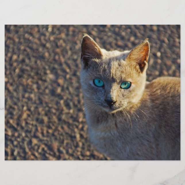 Papier Blue Eyed (Devant)