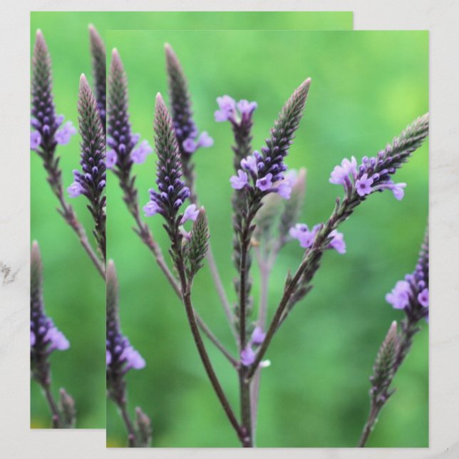 Papier Bouteille à fleurs violettes sauvages (Devant / Derrière)