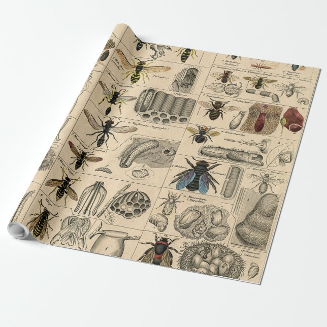 Papier Cadeau Abeille Insecte Bug Wasp Histoire naturelle abeill (Déroulé)