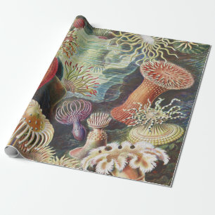 Papier Cadeau Anémones de mer, Actiniae Seeanemonen Ernst Haecke
