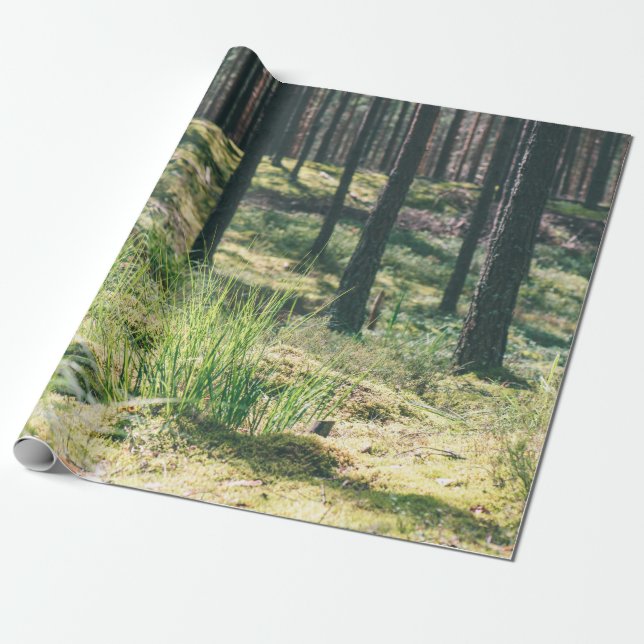 Papier Cadeau Arbres forestiers. nature bois vert soleil fond (Déroulé)