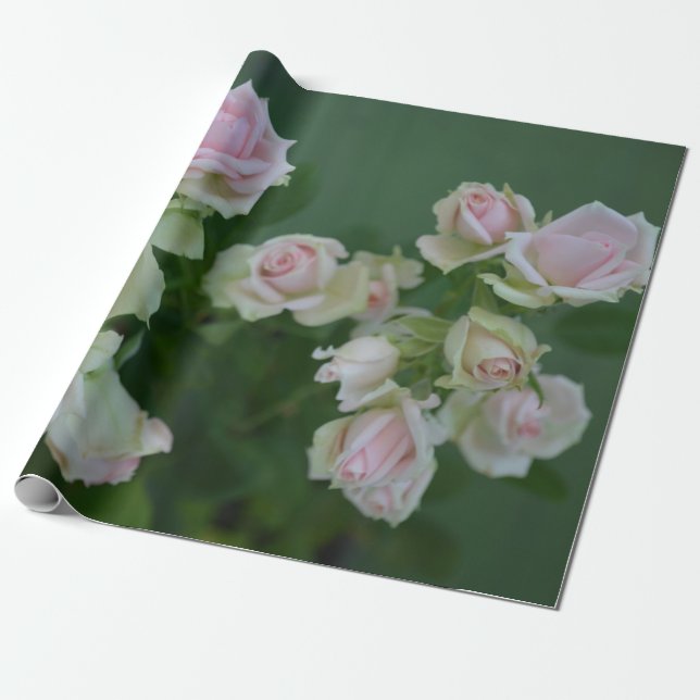 Papier Cadeau Beau jardin rose clair roses (Déroulé)