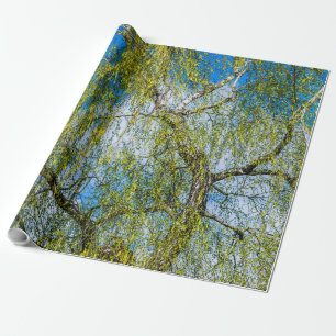 Papier Cadeau Birch tree - Le printemps est dans l'air