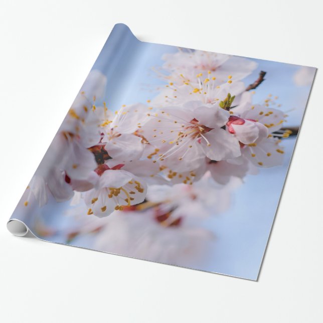 Papier Cadeau Blossom des abricots japonais (Déroulé)
