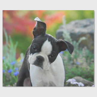 Papier Cadeau Boston Terrier Chien mignon Portrait Chiot, Cadeau
