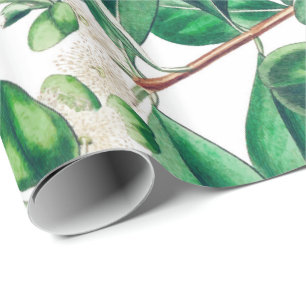 Papier Cadeau Botanica