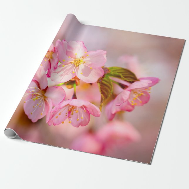 Papier Cadeau Bouquet De Fleurs De Sakura Rose Frais Sur Rose (Déroulé)