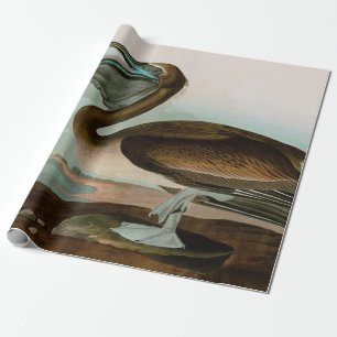 Papier Cadeau Brown Pelican Birds of America Audubon