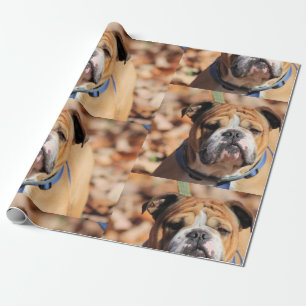 Papier Cadeau Buddt Bulldog
