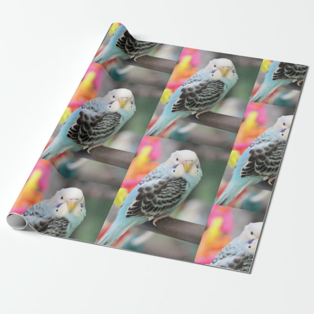 Papier Cadeau Budgie (Déroulé)
