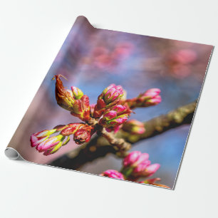 Papier Cadeau Buds Sakura Cherry Tree. Début Du Printemps