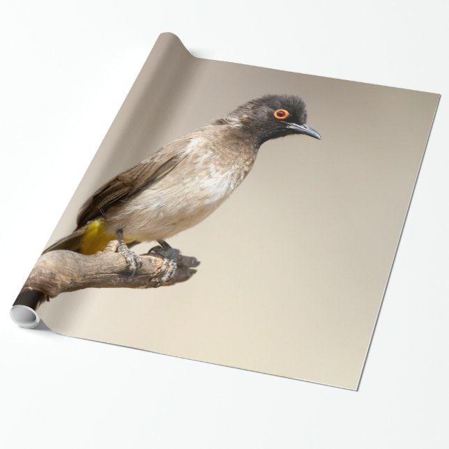 Papier Cadeau Bulbul À Oeil Rouge Africain (Déroulé)