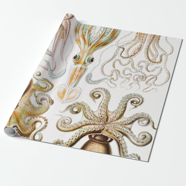 Papier Cadeau Calmar de poulpe, Gamochonia, par Ernst Haeckel (Déroulé)